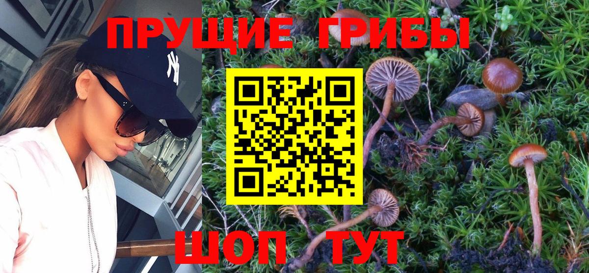 Псилоцибиновые грибы мицелий  Вход с VPN  Чита  Галлюциногенные грибы GOLDEN TEACHER 